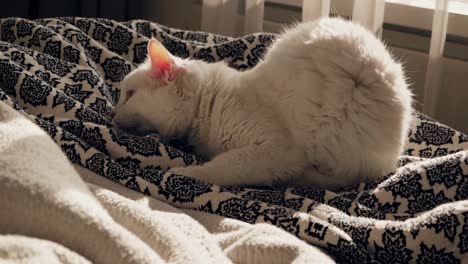 gato blanco cómodo relajándose y estirándose en una manta estampada en una cama, disfrutando de la cálida luz del sol que fluye a través de una ventana cercana