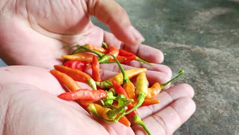 close up of hand holding chili pepper