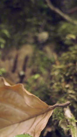 vertical video close up of woodland floor plants growing fallen tree branches