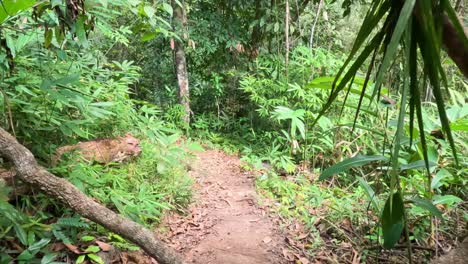 lush forest path surrounded by dense greenery