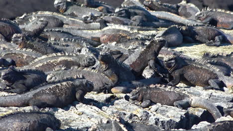 Las-Iguanas-Marinas-Toman-El-Sol-En-Las-Costas-Volcánicas-De-Las-Islas-Galápagos-Ecuador-7