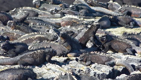 iguanas marinas toman el sol en las costas volcánicas de las islas galápagos ecuador 7