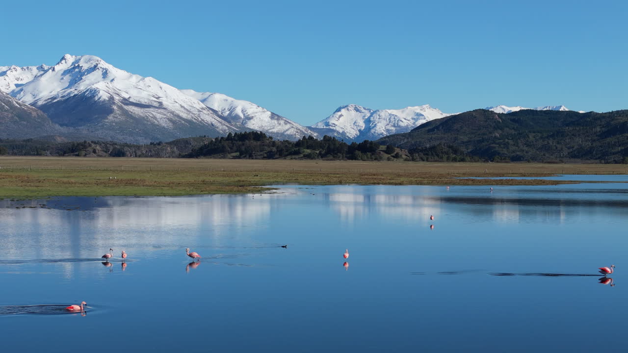 Cinematic aerial footage of flamingos as the fly over calm lake, with beautiful Andes mountain range in back and reflections on water. Shot on 4K at 60fps