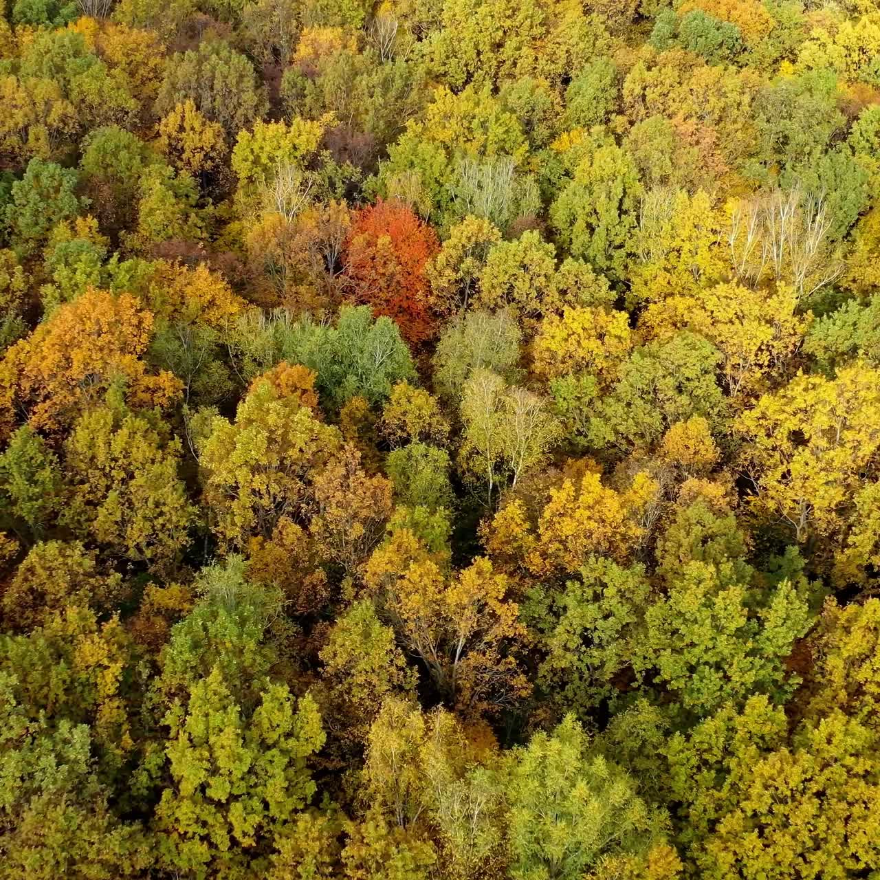 Beautiful autumn. Yellow top trees in forest in fall season. Amazing landscape of autumn colors. Aerial view concept