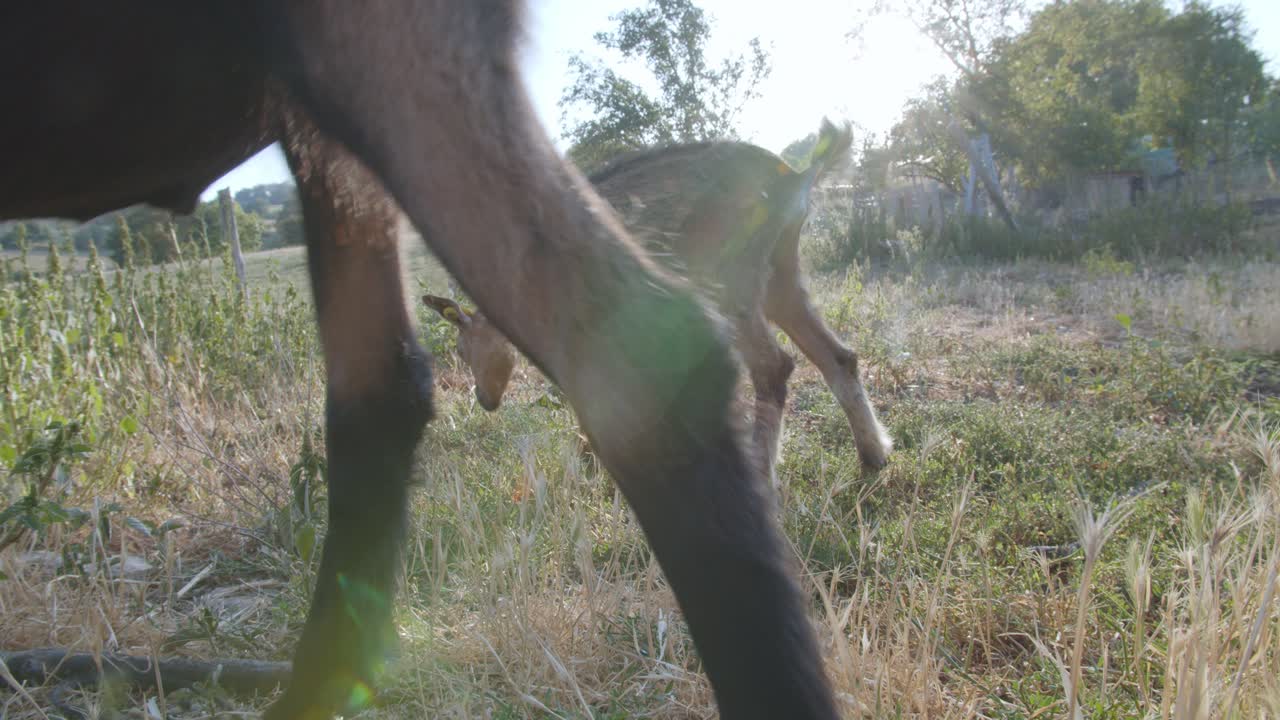cabras pastando en la granja de hierba en un día soleado - tiro completo