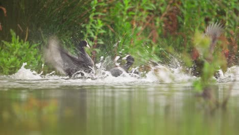 Multiple-coots-battling-in-a-lush,-green-wetland-with-reflections-in-the-calm-water