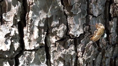 the nymphal shell of a brood x cicada clings to tree bark