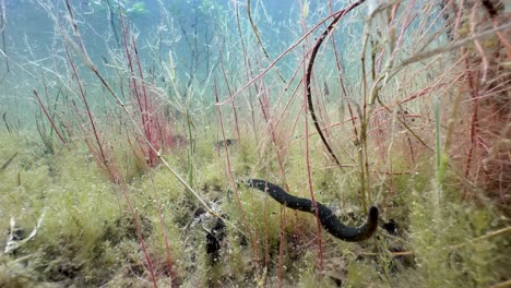 horse leech (haemopis sanguisuga) moving at the bottom of a shallow pond. estonia