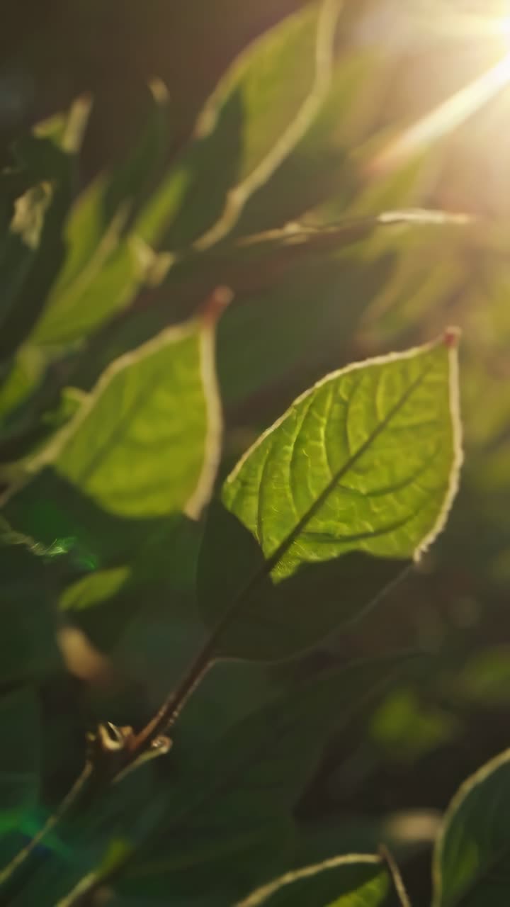 Close-up of sunlit leaves with a soft focus background, captured from a low angle