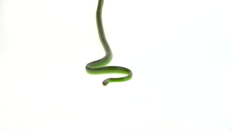 green snake on white background