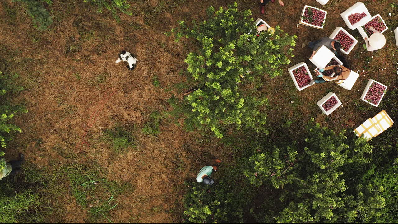Top down aerial of plum trees and soil paths during active harvest, pan across separating and boxing operation