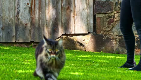 beautiful mainecoon cat walking on green grass near homestead