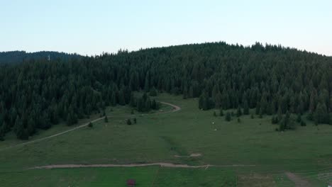 Herde-Von-Kühen,-Die-In-Der-Abenddämmerung-Auf-Einer-Grünen,-Bewaldeten-Hügelwiese-Grasen.-Luftkranschuss