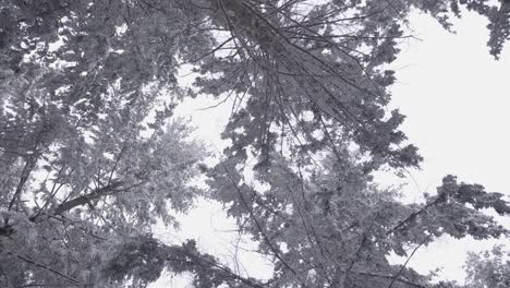 fir forest in winter, with snow