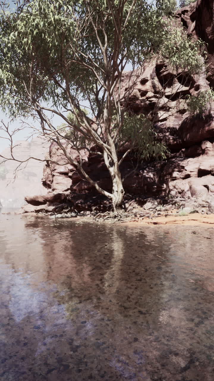 A lone tree stands in a desert riverbed
