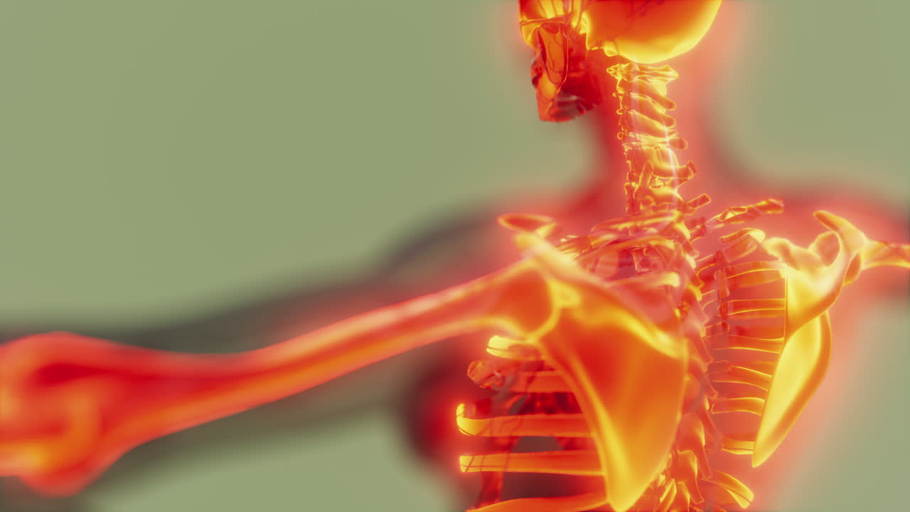 눈에 띄는 골격  ⁇ 가 있는 투명한 인간 몸