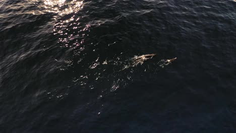 dos ballenas nadan juntas en la parte superior de la superficie mientras una ola se mueve durante una hermosa puesta de sol en madeira