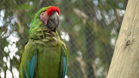 4k beautiful colorful yellow-cheeked parakeet perched in the zoo habitat