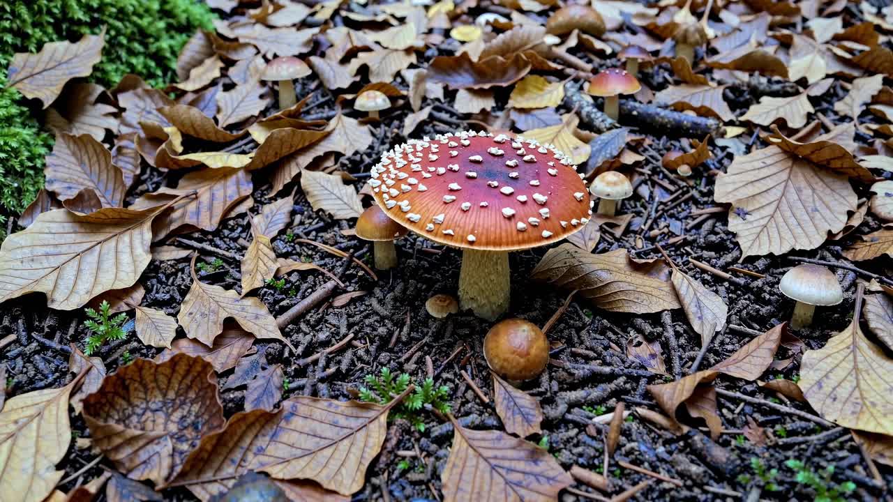 A close-up, top-down video angle captures a vibrant red mushroom with white spots