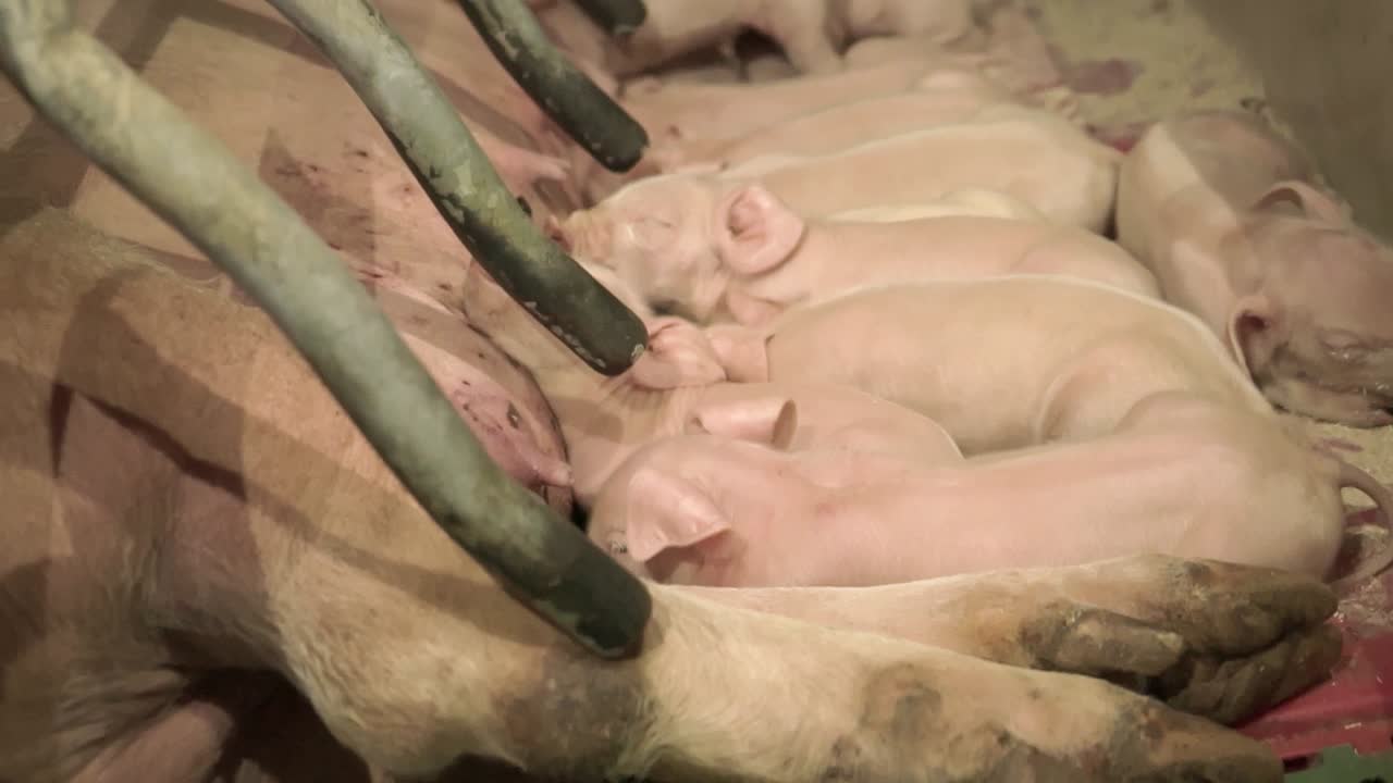 Piglets feeding from sow in a farrowing crate