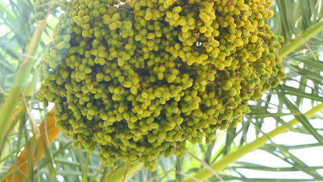 low angle close-up of a big bunch of green dates waving in the wind with a nice ray of sunlight