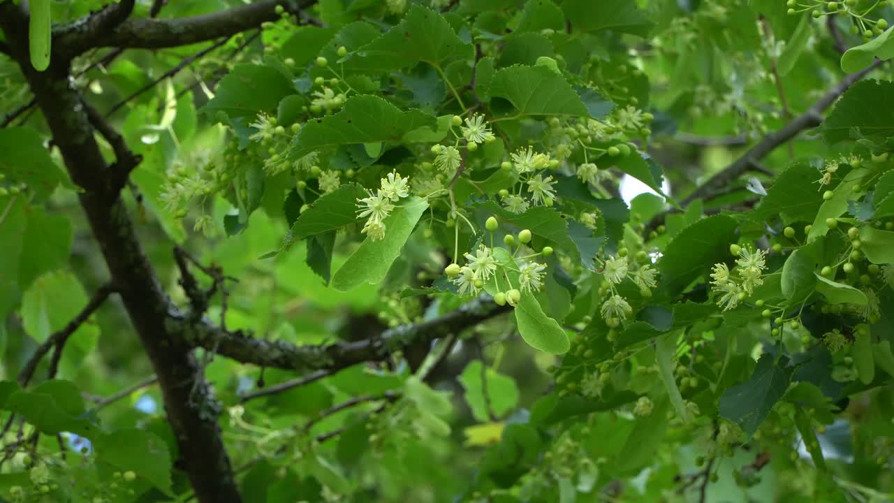 작은 잎이 달린 석회 또는 작은 잎이 달린 린든인 틸리아 코르다타(tilia cordata)는 유럽의 많은 지역이 원산지인 아욱과(malvaceae)에 속하는 나무 종입니다.
