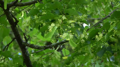 Tilia-Cordata,-El-Tilo-De-Hoja-Pequeña-O-Tilo-De-Hoja-Pequeña,-Es-Una-Especie-De-árbol-De-La-Familia-Malvaceae,-Nativa-De-Gran-Parte-De-Europa