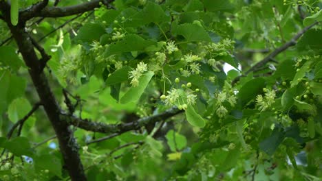 Tilia cordata, the small-leaved lime or small-leaved linden, is a species of tree in the family Malvaceae, native to much of Europe