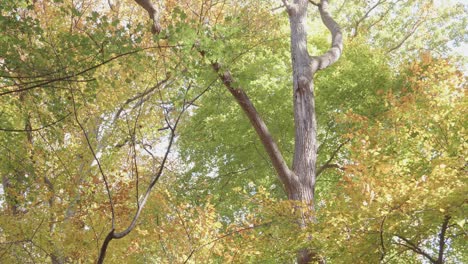 Bäume-Entlang-Des-Wissahickon-Creek-Im-Herbst