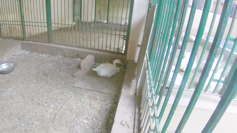 Mother-goose-protecting-eggs-in-cage-in-zoo-park