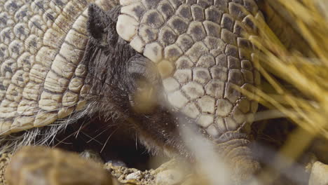 el armadillo está descansando en las rocas