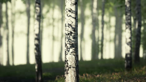 sunlight filtering through birch forest at dawn