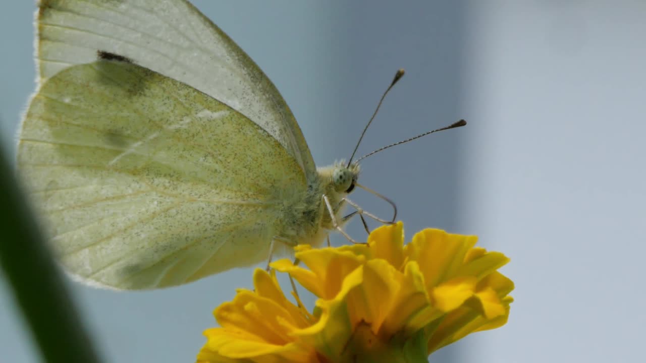 Primo piano di farfalla bianca
