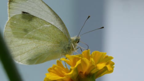 close-up of white butterfly