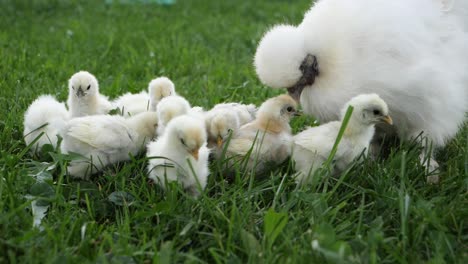 silk-chicks-with-their-mother-on-a-green-grass-field