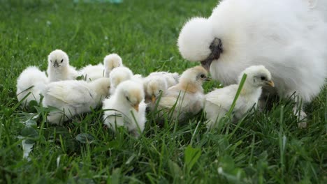 silk chicks with their mother on a green grass field