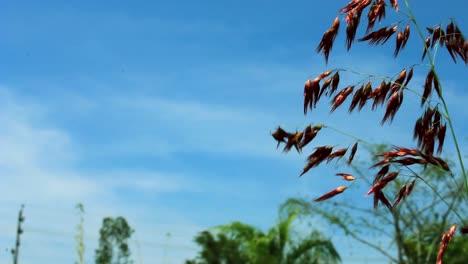 Handheld-extreme-closeup-shot-of-a-blooming-flower-bud,-with-blue-sky