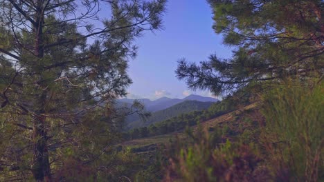 Fixed-time-lapse-on-the-forest-mountains-in-between-the-trees