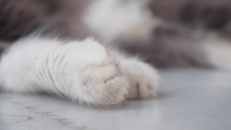 close-up of a cat's white paws