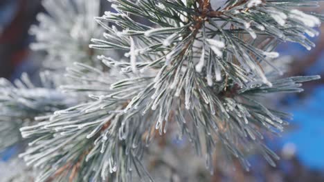 Close-up-of-pine-tree-branch-covered-with-snow-in-the-morning-of-a-sunny-day