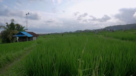 experience the beauty of bali’s traditional rice fields in the afternoon light with this handheld shot