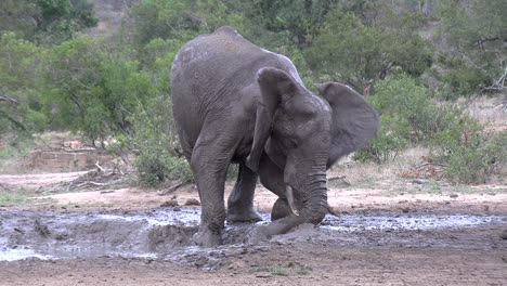 an elephant wallowing in the mud and using its trunk to spray mud on its back