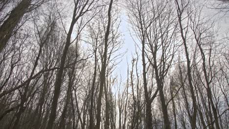 Epic Forest, trees, branches, leaves, roots, sun, clouds