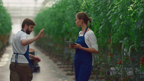 couple farmers examining tomatoes working together growing food in greenhouse.