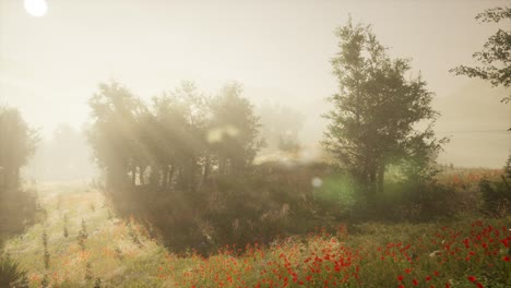 clearing in the forest in sunny summer morning