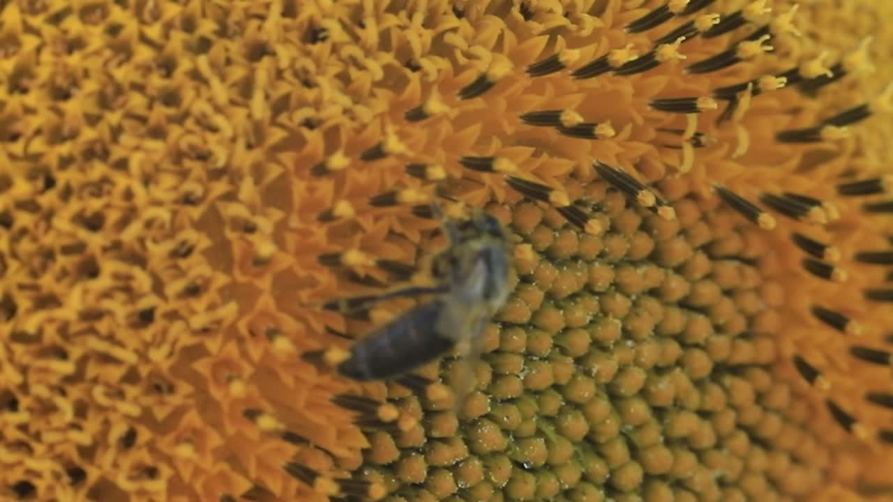 abeja melífera europea en una planta de girasol
