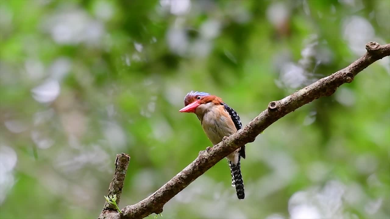 un martín pescador de árboles y una de las aves más hermosas que se encuentran en tailandia dentro de las selvas tropicales