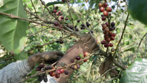 un agricultor recoge granos maduros de un cafeto en una plantación en el salvador