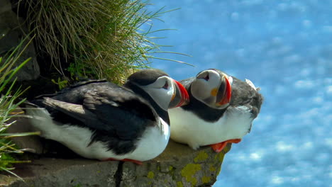 atlantic puffin - seabird with home at beautiful, green cliffs in latrabjarg promontory over atlantic ocean in the westfjords of iceland - the westernmost point in iceland