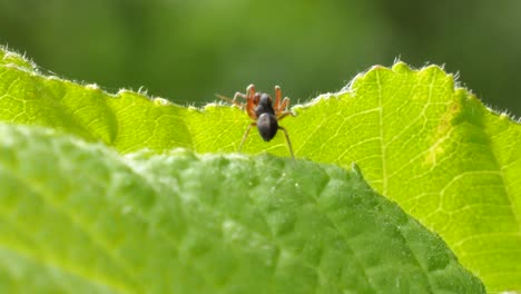 a small spider walks over the edge of a green leave to hide